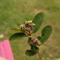 Euphorbia indica Lam.